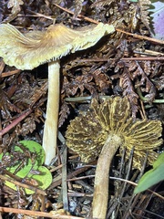 Pseudosperma