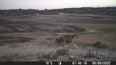 Vulpes vulpes silacea