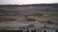 Vulpes vulpes silacea