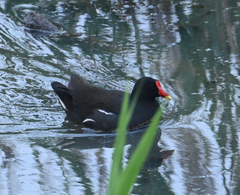 Gallinula chloropus meridionalis