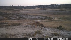 Vulpes vulpes silacea