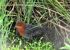 Sarothrura rufa rufa
