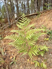 Pteridium aquilinum pseudocaudatum