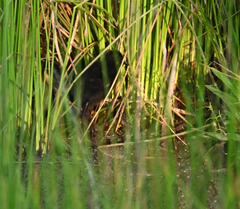 Zapornia flavirostra