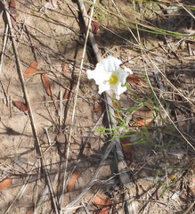 Nierembergia rigida