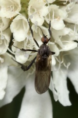 Empis pennipes