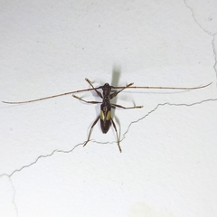 Gnomibidion fulvipes