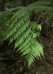 Cyathea cooperi