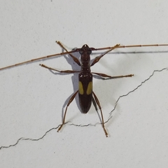 Gnomibidion fulvipes