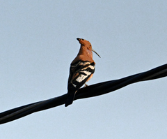 Upupa epops africana