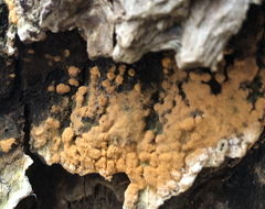 Sphaerosporium lignatile