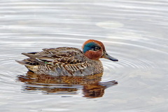 Anas crecca