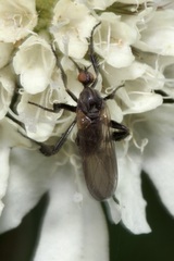 Empis pennipes