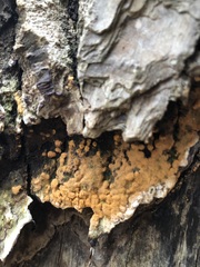 Sphaerosporium lignatile