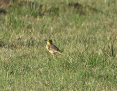 Hemimacronyx chloris