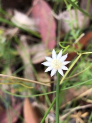 Actinotus minor