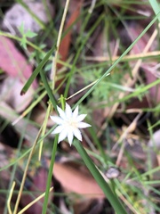 Actinotus minor