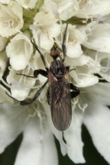 Empis pennipes