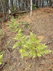 Pteridium aquilinum pseudocaudatum
