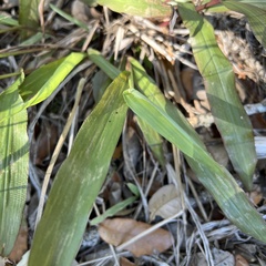 Paspalum langei