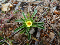 Asteriscus aquaticus