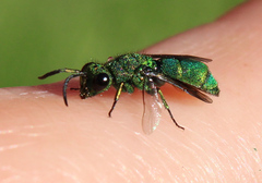 Chrysura