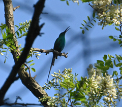 Nectarinia famosa