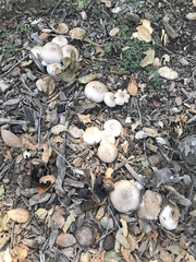 Agaricus