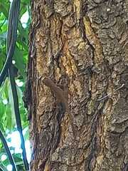 Anolis distichus