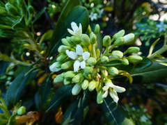 Pittosporum tobira