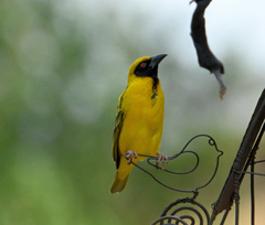 Ploceus cucullatus spilonotus