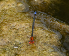 Pseudagrion massaicum