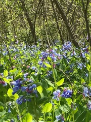 Mertensia virginica