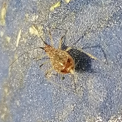 Macrosiphum euphorbiae