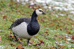 Branta leucopsis
