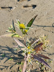 Bidens comosa