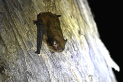 Vespadelus vulturnus
