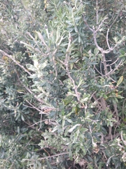 Chiliotrichum diffusum