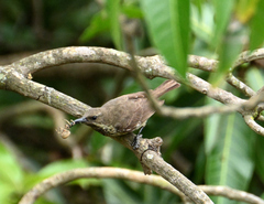 Chalcomitra senegalensis