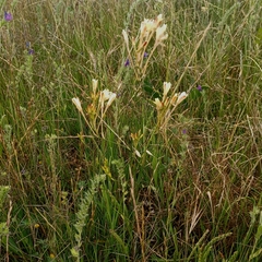 Ixia paniculata