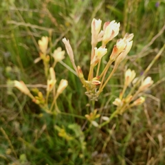Ixia paniculata