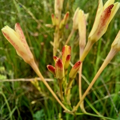 Ixia paniculata