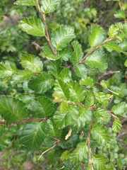 Nothofagus pumilio
