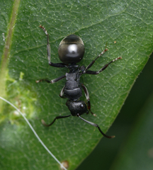 Polyrhachis phryne