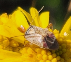 Polymerus