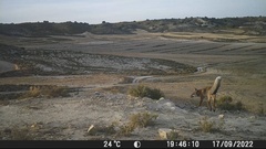 Vulpes vulpes silacea