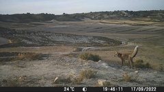 Vulpes vulpes silacea