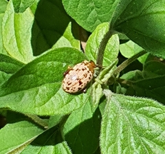 Calotheca