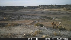 Vulpes vulpes silacea