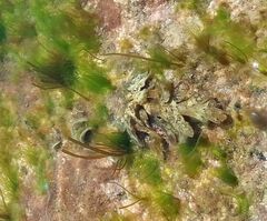Ulvaceae